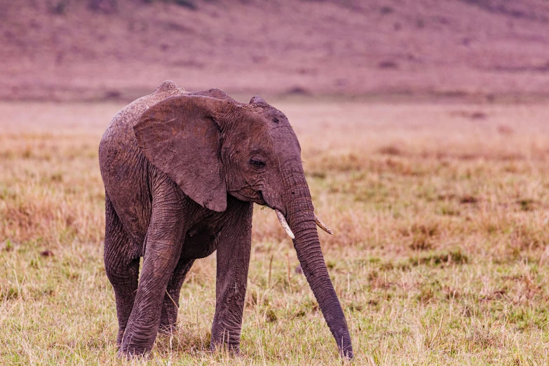 a young elephant walking through a dry grass field