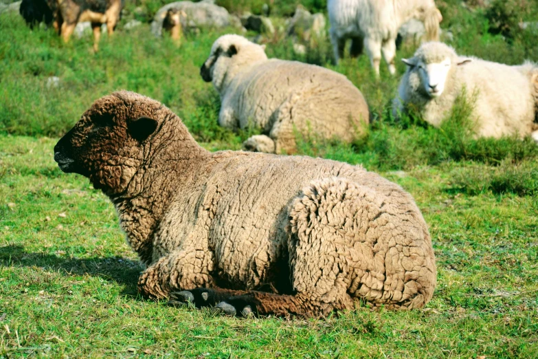 a sheep that is laying down on the grass