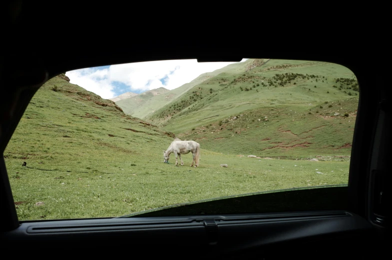 a horse grazing in the field on a hill side