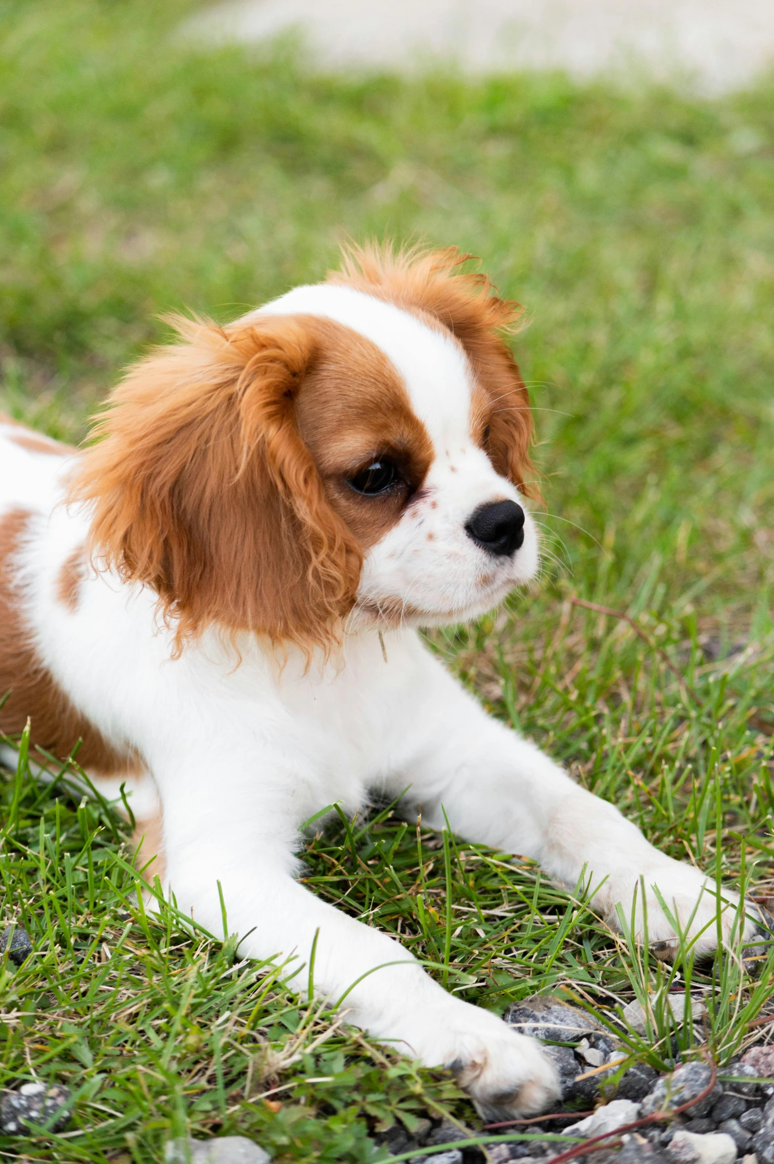 a puppy sitting on the grass on the ground