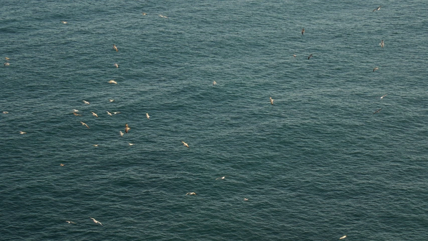 a flock of sea gulls flying over the ocean
