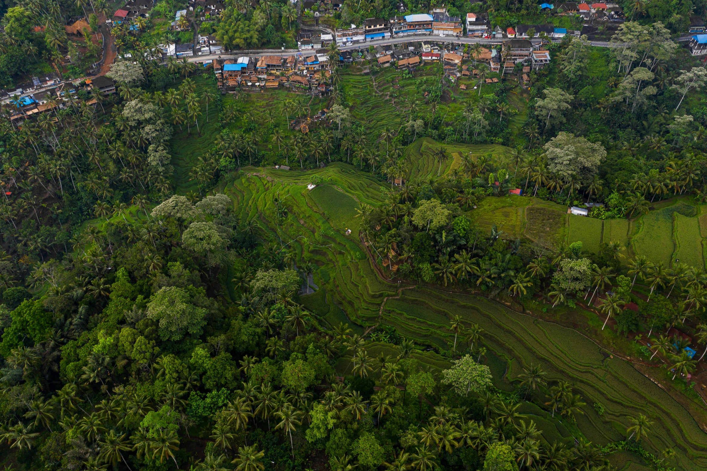 aerial view of a village in the forest