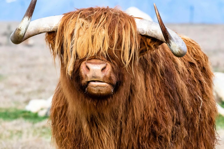 the large buffalo has long wool on its horns