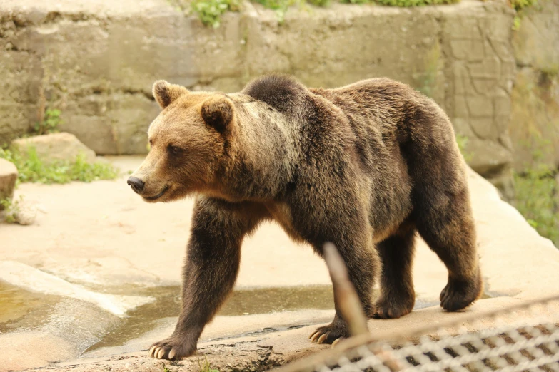 the brown bear is walking around in its enclosure