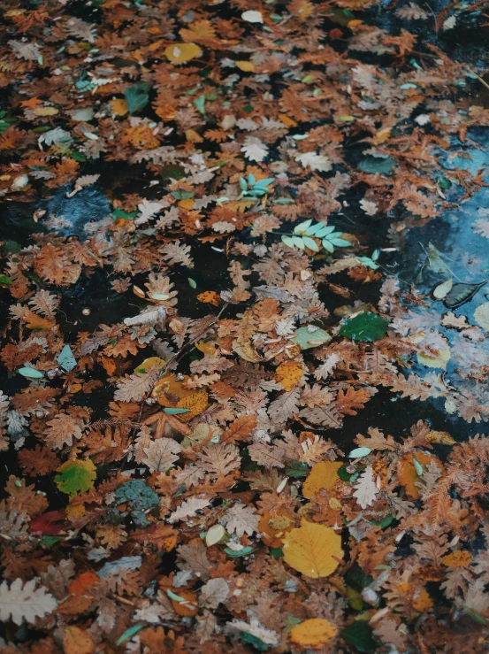 leaves floating on top of the ground in a pool