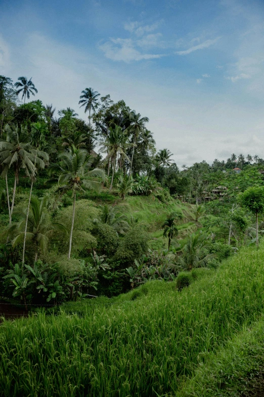 people on elephants walking in the brush and trees