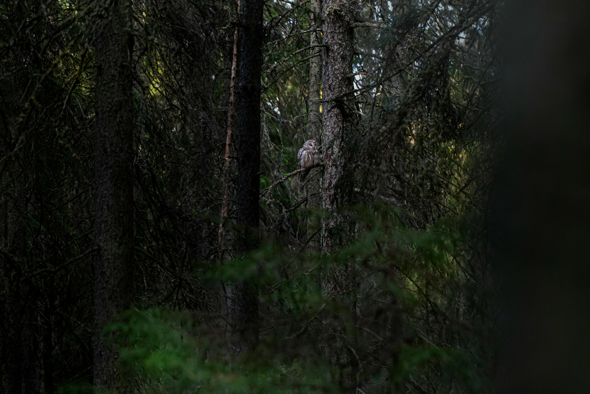 a bear that is standing in the woods