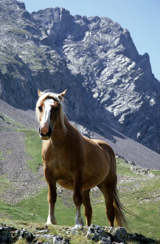 a brown horse standing in front of a mountain