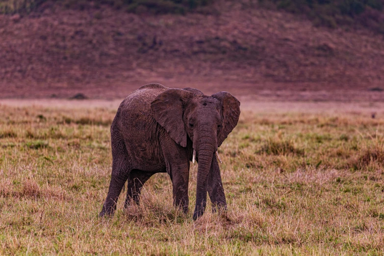 an elephant is walking through the grass towards the ground