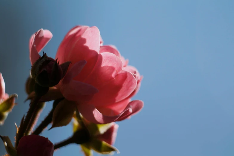 pink flowers against a blue sky and clouds