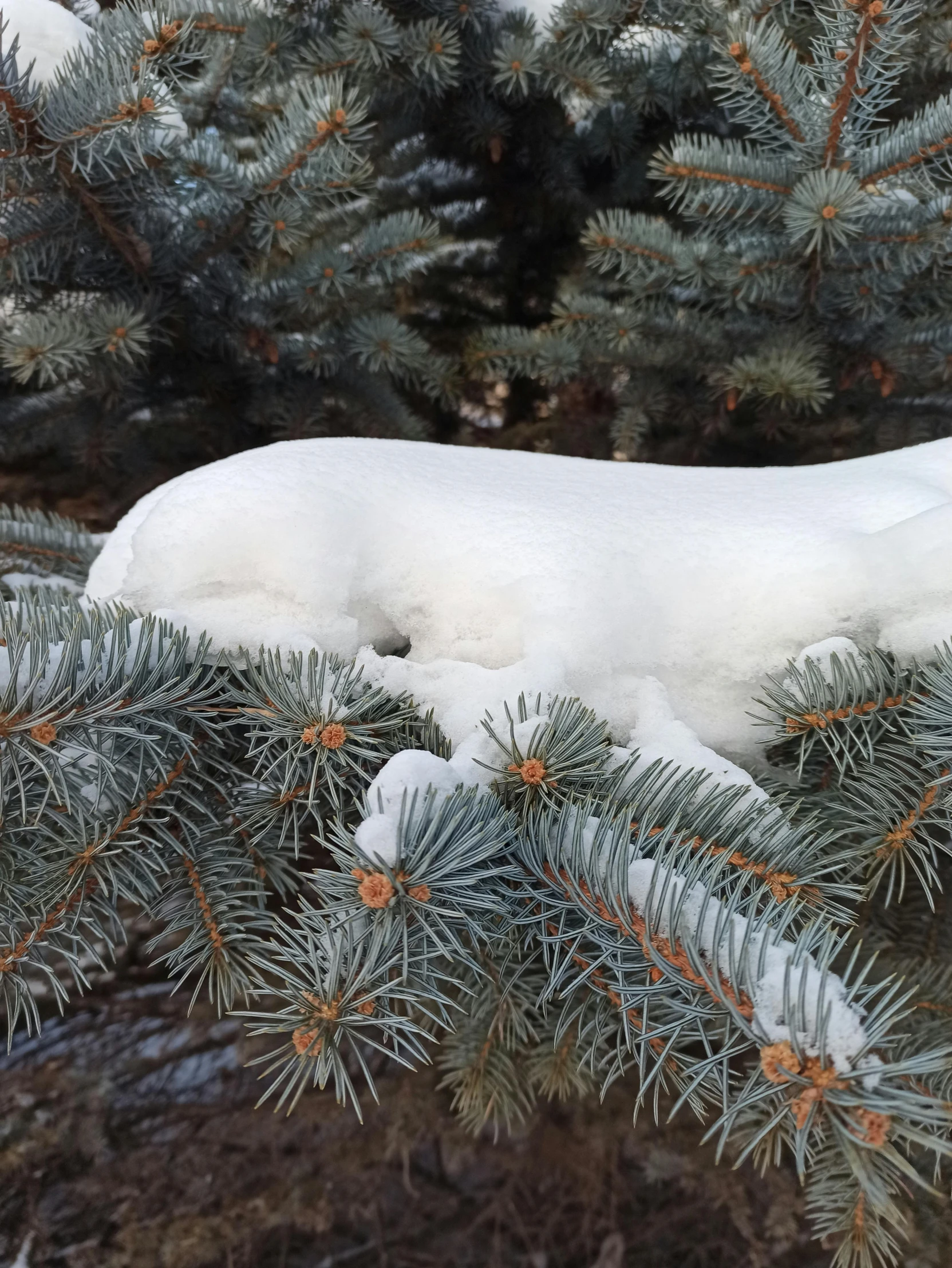 a white animal in the snow between two fir trees