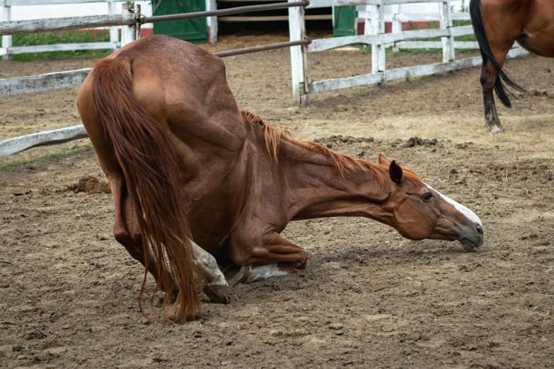 a large horse is laying down in the dirt