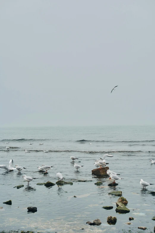 the ocean is full of birds while one bird flies over the rocks