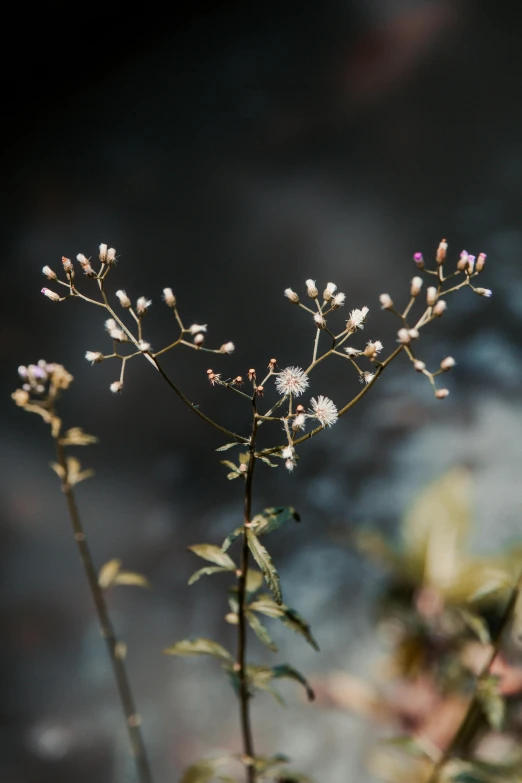 small white flowers grow next to a large piece of rocks