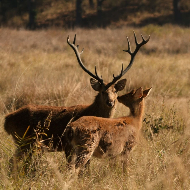 three deer are standing in the grass outside