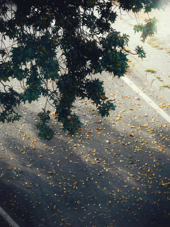 a street with leaves scattered on the road and a tree