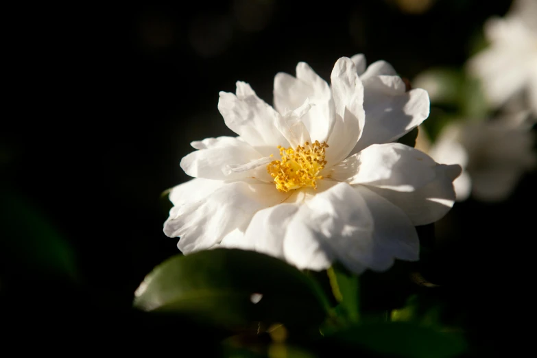 there is a white flower with yellow center