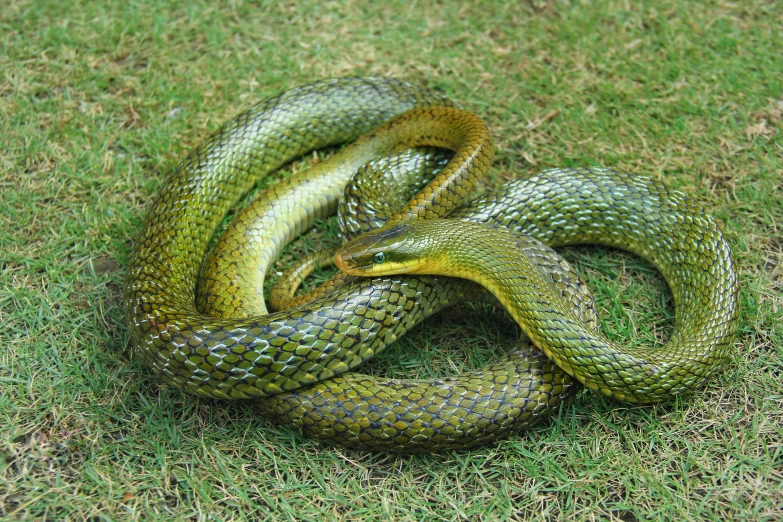 an oriental snake curled up in a circle