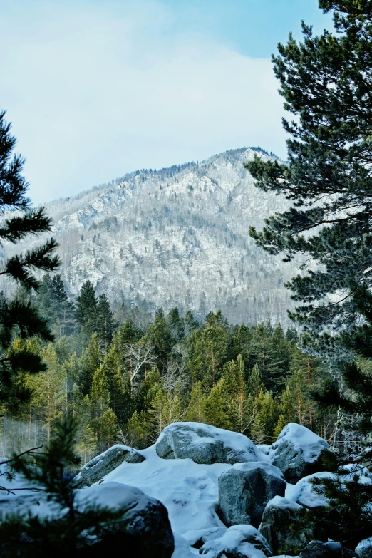 there is a mountain in the distance and many trees