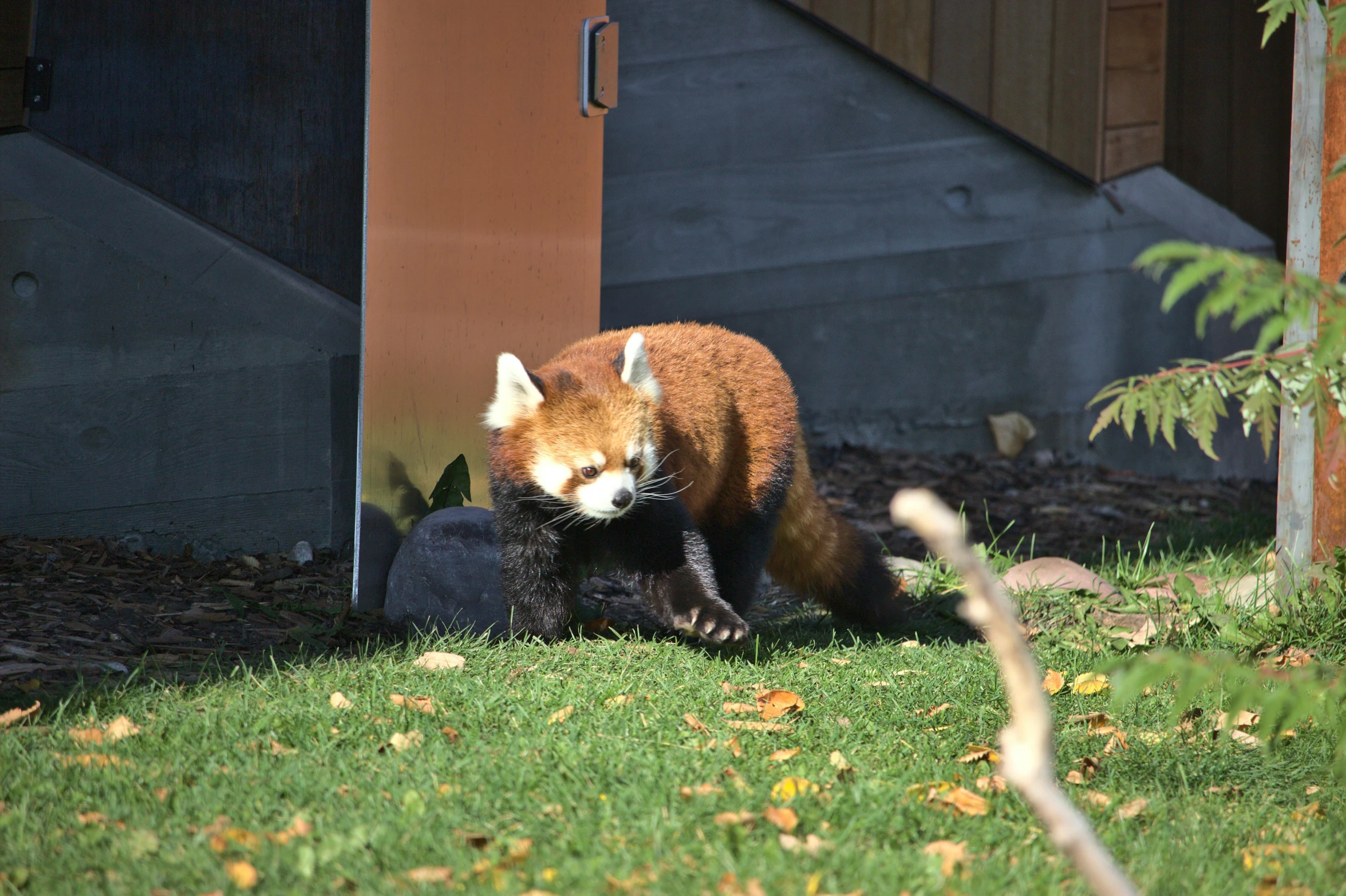 a red fox sitting on top of green grass