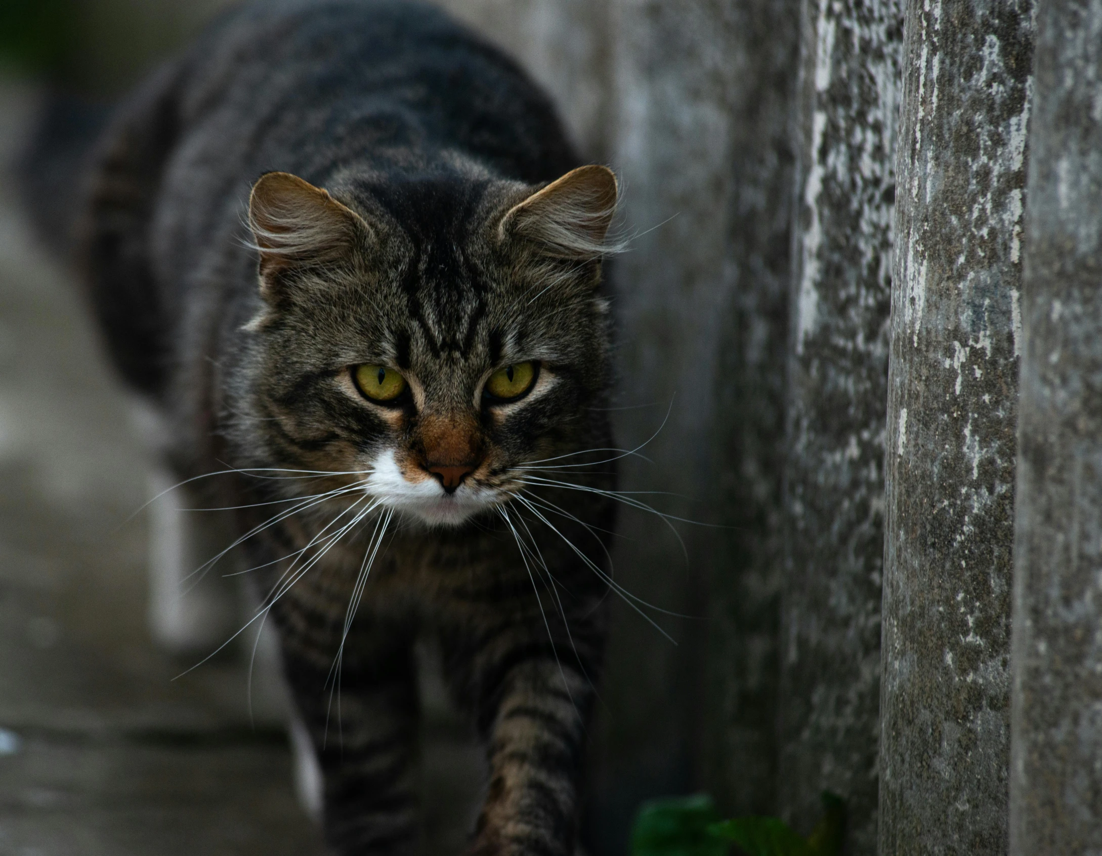 the cat is looking forward outside while walking