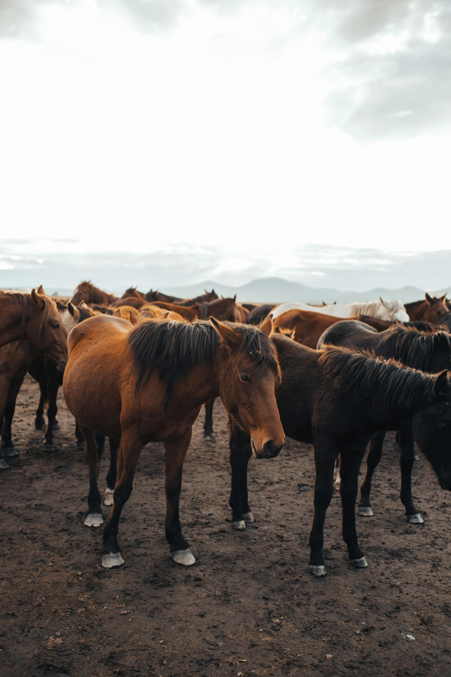 a herd of horses are standing outside in the dirt