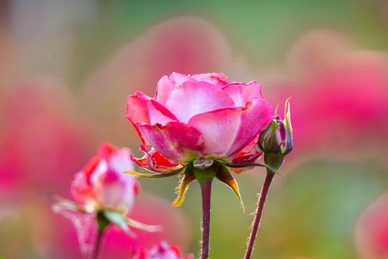 the pink rose is blooming in the garden