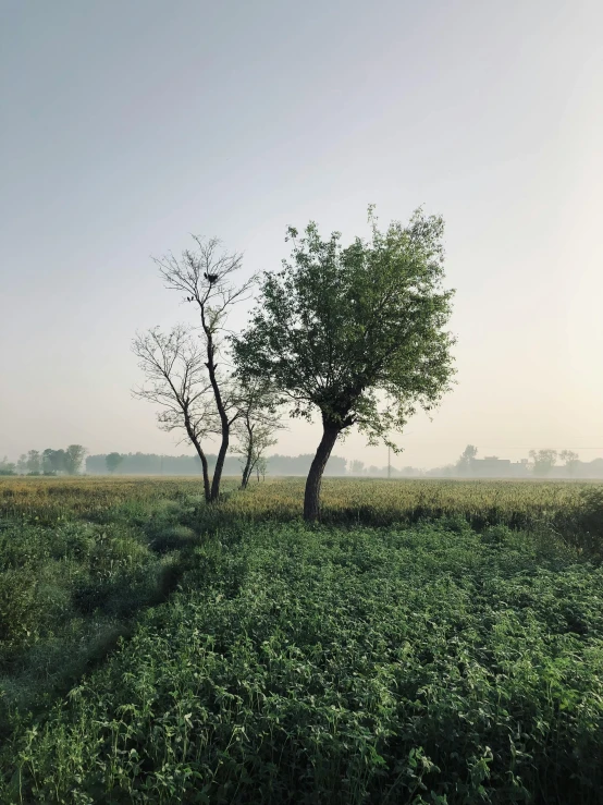 two trees stand out in the fog on a field