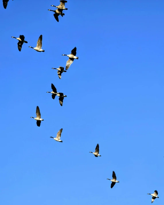 a flock of birds flying above a blue sky