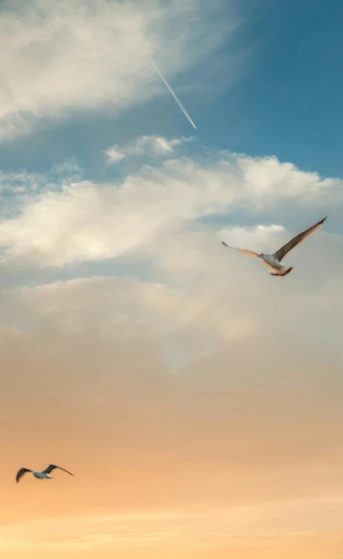 two birds fly through the cloudy sky