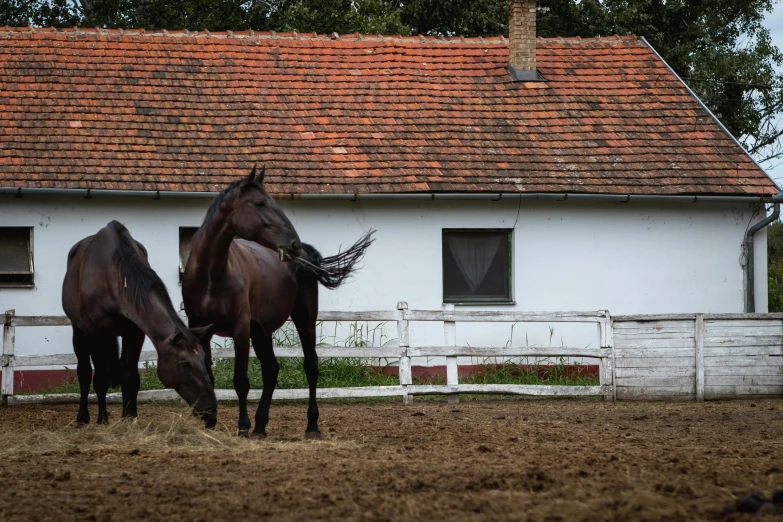 two horses that are in front of a white house