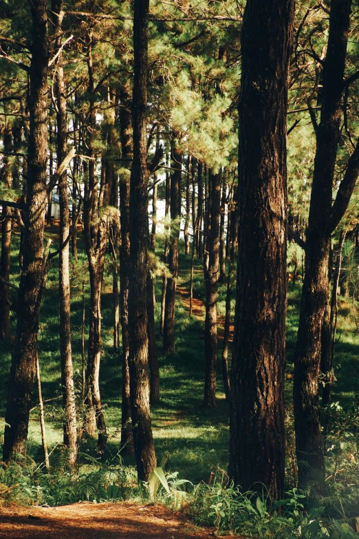 there is a bench in the middle of the woods