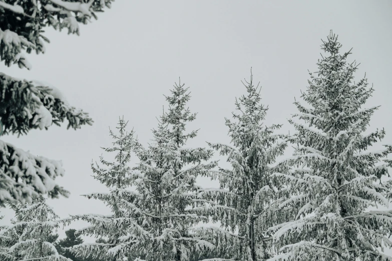 snow - covered trees and some people walking in the distance