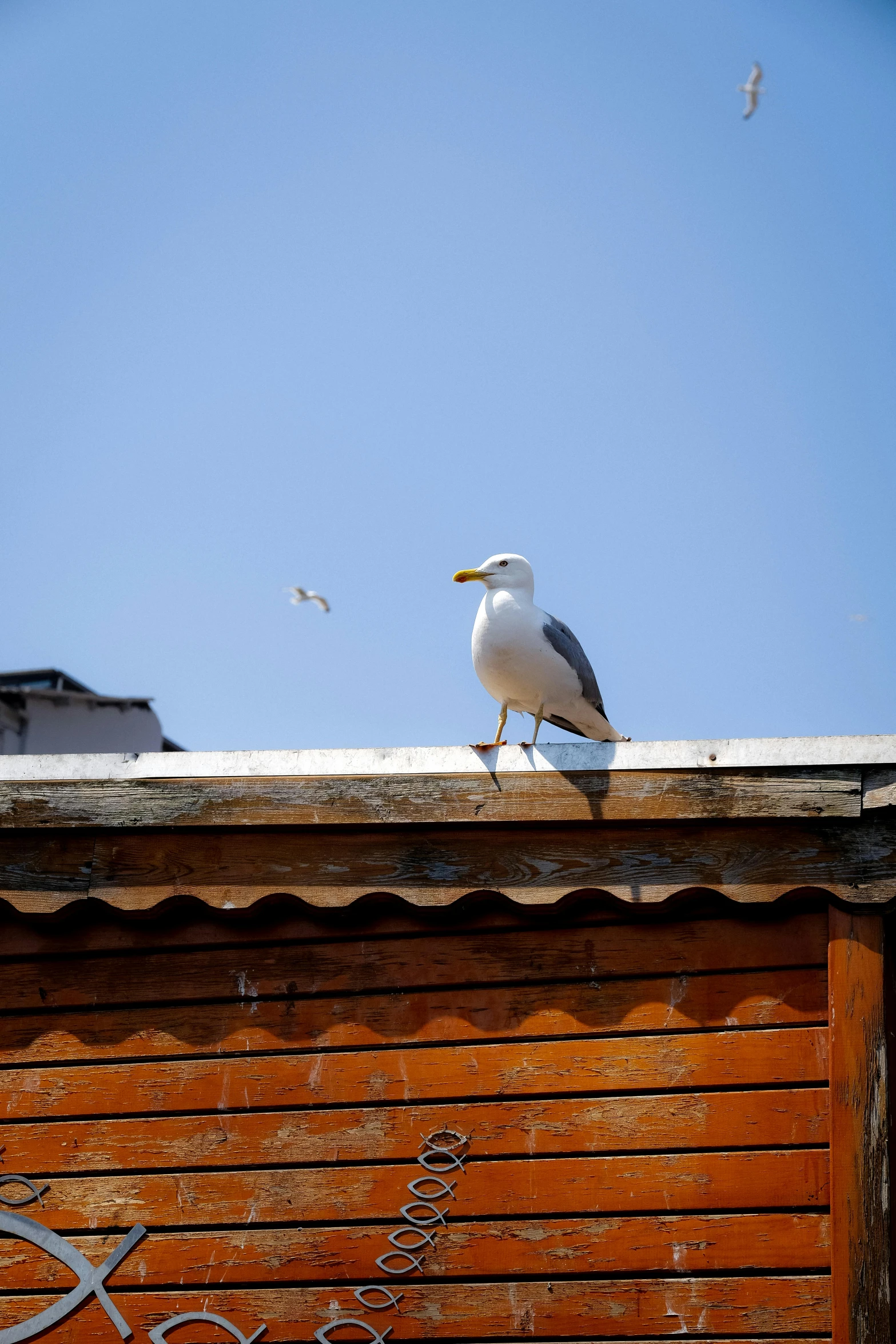 a bird standing on top of a wooden wall