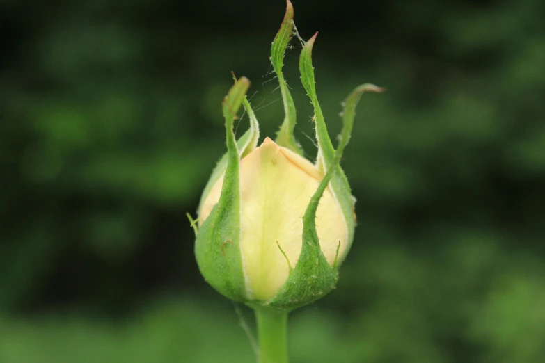 a single white rose with some brown spots