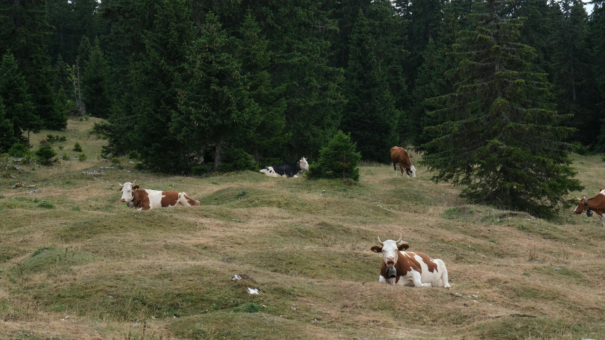 four cows lying and standing in the grass