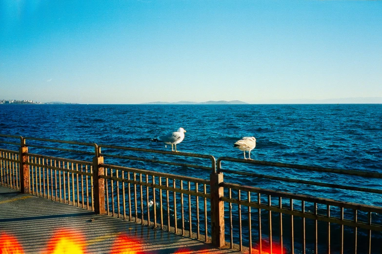 two seagulls perched on a fence next to the ocean