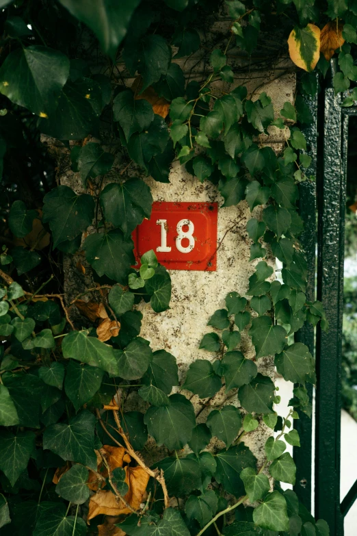 red and white number 18 on an ivy covered gate