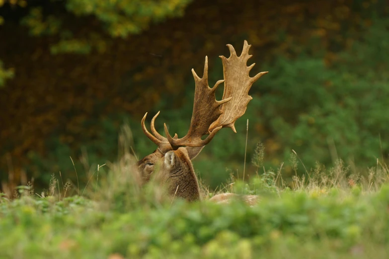 a elk that is standing in the grass