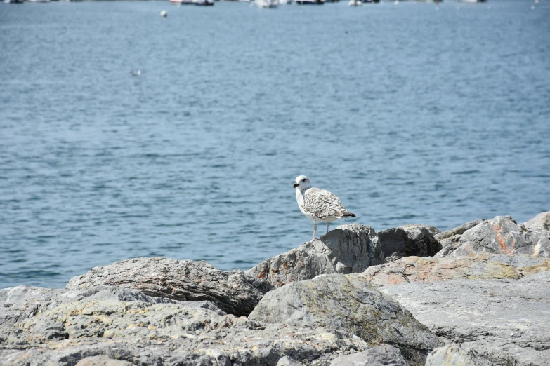 a bird standing on rocks near water