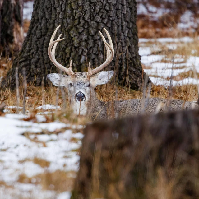 an image of a deer sitting in the snow