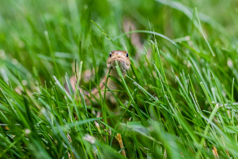 a bird peeking out from through the tall green grass