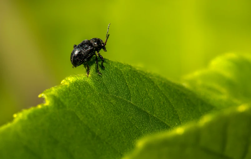 a small black bug on green leaf with water droplets