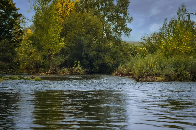 a river flowing through a forest filled with trees