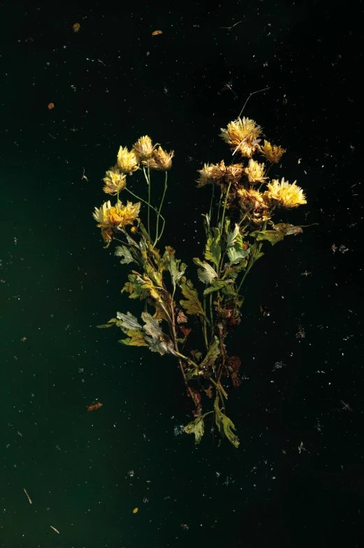 yellow flowers floating on top of a dark green surface