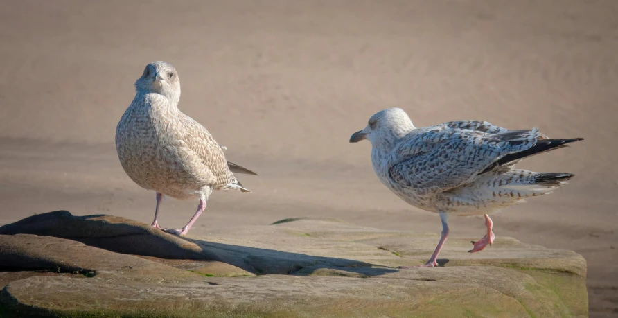 a couple of white birds standing on top of a beach