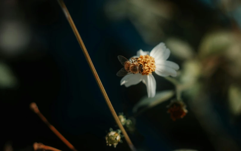 a lone flower in a grassy area with dark background