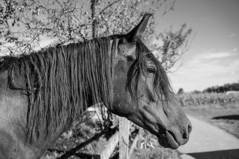 black and white pograph of a horse in front of a fence