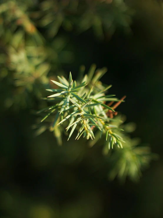 green nches of evergreen with needles in an area