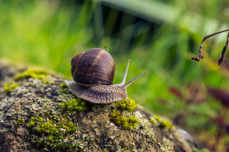 a snail crawling along the top of a rock